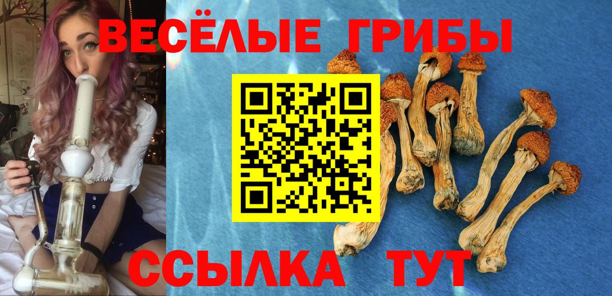 Галлюциногенные грибы Psilocybe Алексин